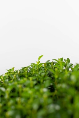 Buchsbäume / Buchsbaum Kugel 50-60 cm