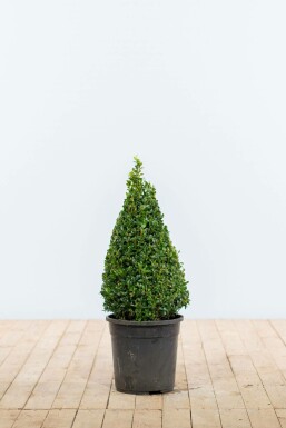 Buchsbaum Buxus Sempervirens Kegel 50-60 Ballen