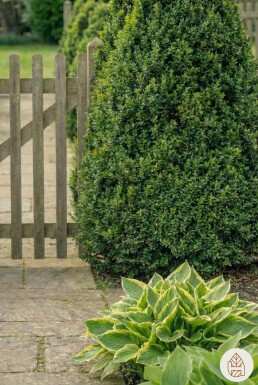 Buchsbäume / Buchsbaum Pyramide 50-60 cm