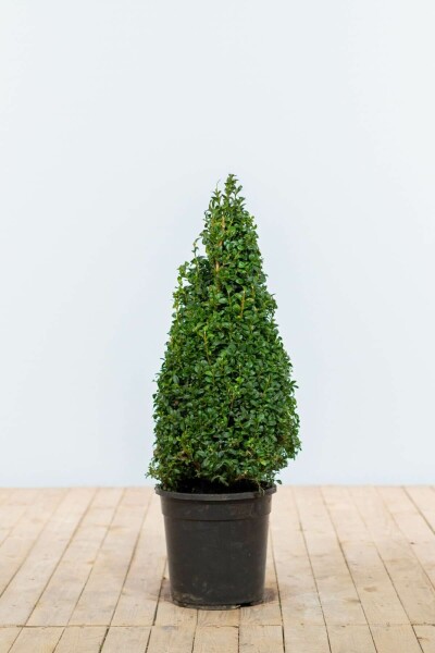 Buchsbäume / Buchsbaum Pyramide 60-70 cm