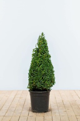 Buchsbaum Buxus Sempervirens Kegel 60-70 Ballen Buchsbäume / Buchsbaum Pyramide 60-70 cm