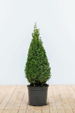 Buchsbaum Buxus Sempervirens Kegel 70-80 Ballen Buchsbäume / Buchsbaum Pyramide 70-80 cm