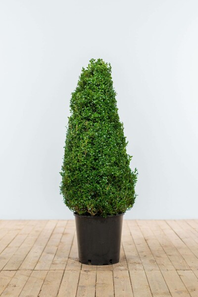 Buchsbäume / Buchsbaum Pyramide 80-90 cm