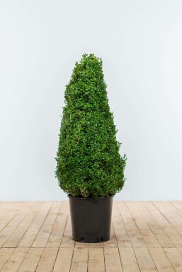Buchsbaum Buxus Sempervirens Kegel 80-90 Ballen Buchsbäume / Buchsbaum Pyramide 80-90 cm