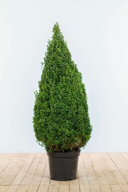 Buchsbaum Buxus Sempervirens Kegel 90-100 Ballen Buchsbäume / Buchsbaum Pyramide 90-100 cm