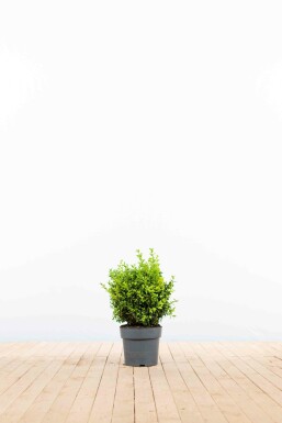 Buchsbaum Buxus Sempervirens Hecke 20-30 Topf Buchsbaumhecke / Buxus Sempervirens 20-30 cm