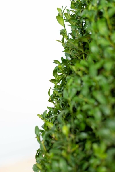 Buchsbaum Buxus Sempervirens Hecke 20-30 Topf Buchsbaumhecke / Buxus Sempervirens 20-30 cm
