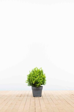 Buchsbaum Buxus Sempervirens Hecke 30-40 Topf Buchsbaumhecke / Buxus Sempervirens 30-40 cm