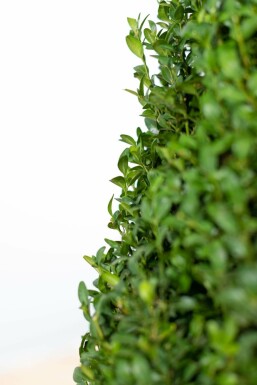 Buchsbaum Buxus Sempervirens Hecke 30-40 Topf