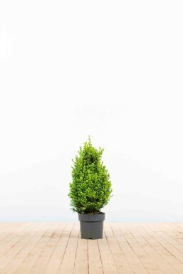 Buchsbaum Buxus Sempervirens Hecke 40-50 Ballen Buchsbaumhecke / Buxus Sempervirens 40-50 cm
