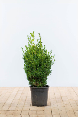 Buchsbaum Buxus Sempervirens Hecke 50-60 Ballen Buchsbaumhecke / Buxus Sempervirens 50-60 cm
