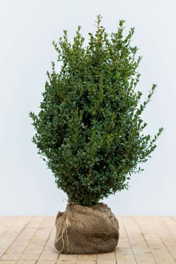 Buchsbaum Buxus Sempervirens Hecke 60-80 Ballen