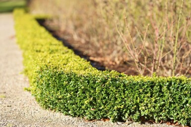 Buchsbaumhecke / Buxus Sempervirens 60-80 cm