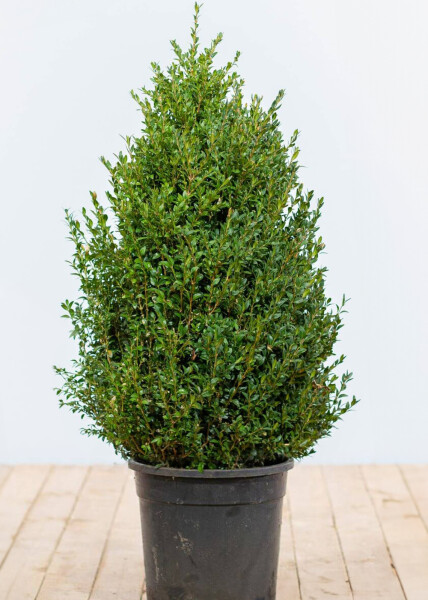 Buchsbaumhecke / Buxus Sempervirens 80-100 cm