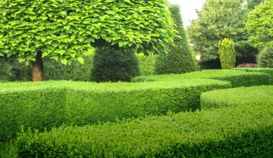 Buchsbaumhecke / Buxus Sempervirens 80-100 cm