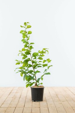 Hainbuche Carpinus Betulus Hecke 60-80 Topf Buche / Hainbuche Carpinus Betulus 60-80 cm