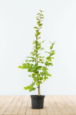 Hainbuche Carpinus Betulus Hecke 80-100 Topf Buche / Hainbuche Carpinus Betulus 80-100 cm