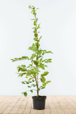 Hainbuche Carpinus Betulus Hecke 100-125 Topf Buche / Hainbuche Carpinus Betulus 100-125 cm