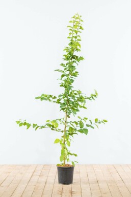 Buche / Hainbuche Carpinus Betulus 125-150 cm