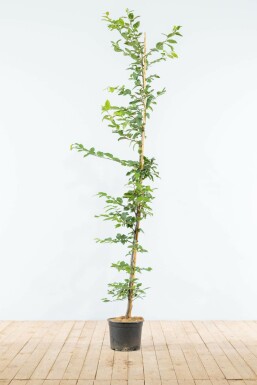 Hainbuche Carpinus Betulus Hecke 150-175 Topf Buche / Hainbuche Carpinus Betulus 150-175 cm