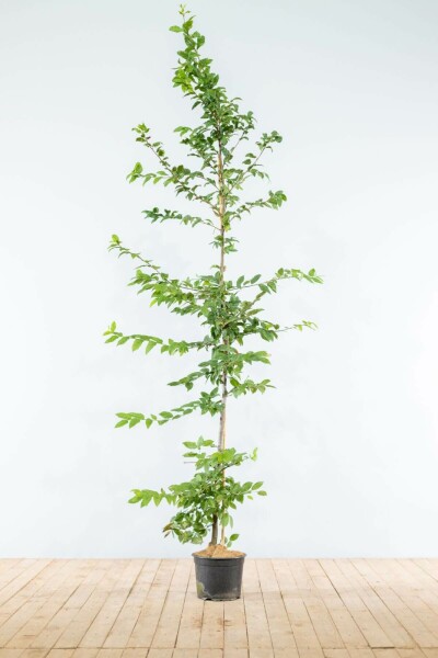 Buche / Hainbuche Carpinus Betulus 175-200 cm