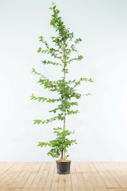 Hainbuche Carpinus Betulus Hecke 175-200 Topf