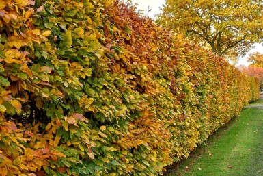 Buche / Hainbuche Carpinus Betulus 175-200 cm