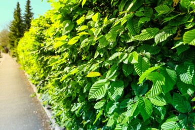 Buche / Hainbuche Carpinus Betulus 175-200 cm