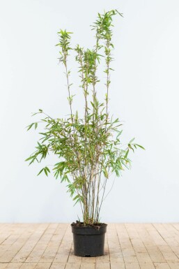 Bambus Fargesia murieliae Jumbo Hecke 100-125 Ballen Bambus / Fargesia Murielae Jumbo 100-125 cm