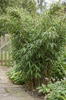 Bambus / Fargesia Murielae Jumbo 100-125 cm - Topf