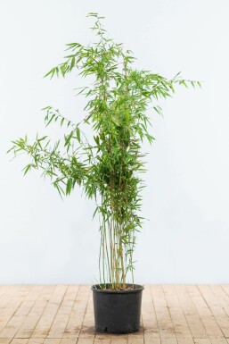 Bambus Fargesia murieliae Jumbo Hecke 125-150 Ballen Bambus / Fargesia Murielae Jumbo 125-150 cm