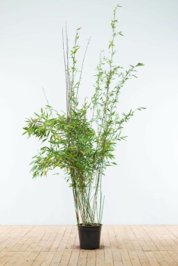 Bambus Fargesia murieliae Jumbo Hecke 175-200 Ballen Bambus / Fargesia Murielae Jumbo 175-200 cm