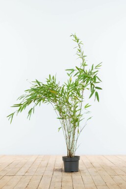 Bambus Fargesia Nitida Hecke 60-80 Ballen Bambus / Fargesia Nitida 60-80 cm