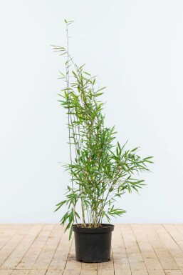 Bambus Fargesia Nitida Hecke 80-100 Ballen Bambus / Fargesia Nitida 80-100 cm