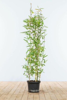 Bambus Fargesia Nitida Hecke 100-125 Ballen Bambus / Fargesia Nitida 100-125 cm