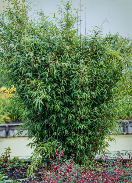 Bambus / Fargesia Nitida 100-125 cm