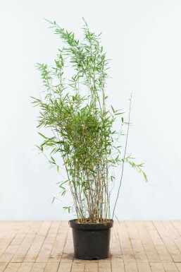 Bambus Fargesia Nitida Hecke 125-150 Ballen Bambus / Fargesia Nitida 125-150 cm