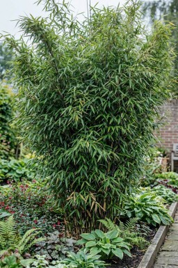 Bambus / Fargesia Nitida 150-175 cm - Topf