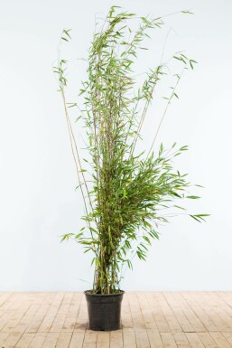 Bambus Fargesia Nitida Hecke 175-200 Ballen Bambus / Fargesia Nitida 175-200 cm