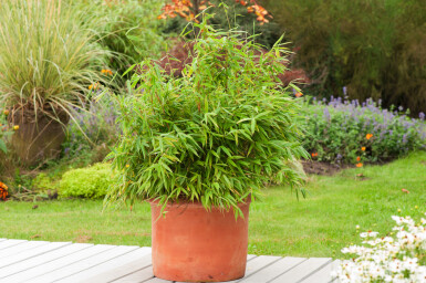 Bambus Fargesia rufa Hecke 100-125 Ballen Bambus / Fargesia Rufa 100-125 cm