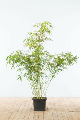 Bambus Fargesia rufa Hecke 125-150 Ballen Bambus / Fargesia Rufa 125-150 cm