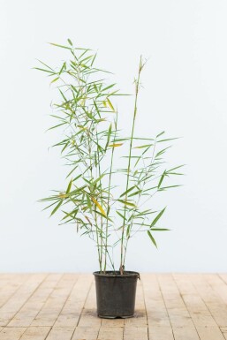 Bambus Fargesia robusta Campbell Hecke 60-80 Ballen Bambus / Fargesia Robusta Campbell 60-80 cm
