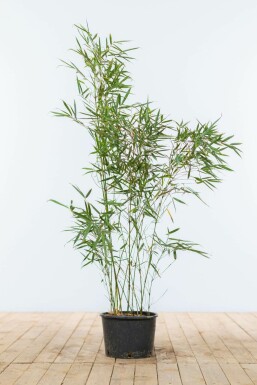 Bambus Fargesia robusta Campbell Hecke 80-100 Ballen Bambus / Fargesia Robusta Campbell 80-100 cm