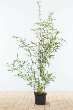 Bambus Fargesia robusta Campbell Hecke 100-125 Topf Bambus / Fargesia Robusta Campbell 100-125 cm