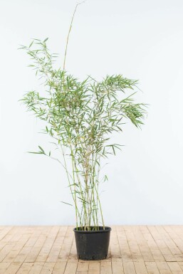 Bambus Fargesia robusta Campbell Hecke 125-150 Topf Bambus / Fargesia Robusta Campbell 125-150 cm