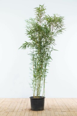 Bambus Fargesia robusta Campbell Hecke 150-175 Topf Bambus / Fargesia Robusta Campbell 150-175 cm