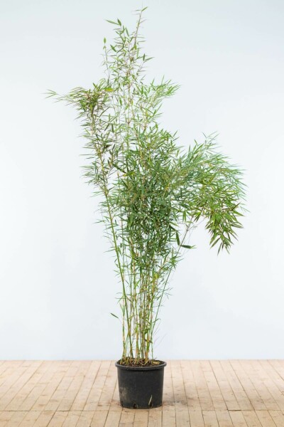 Bambus / Fargesia Robusta Campbell 175-200 cm