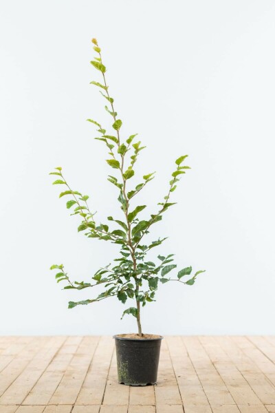 Buche / Rotbuche Fagus Sylvatica 80-100 cm