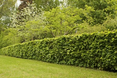Buche / Rotbuche Fagus Sylvatica 80-100 cm