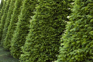 Buche / Rotbuche Fagus Sylvatica 80-100 cm